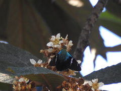 Astraptes fulgerator azul