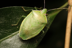 Bathycoelia distincta