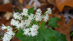 Ageratina aromatica