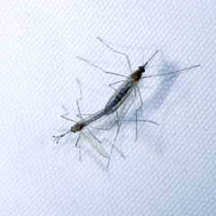 Culiseta longiareolata