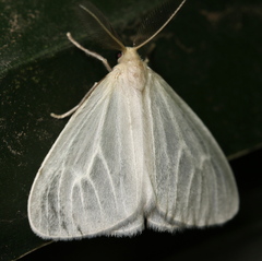 Marblepsis melanocraspis