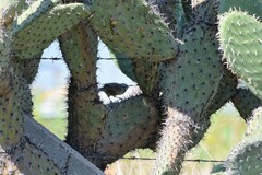 Campylorhynchus brunneicapillus