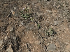 Heliotropium arborescens