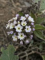Heliotropium arborescens