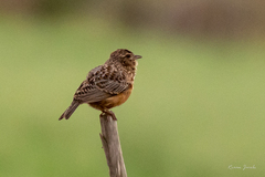 Mirafra apiata apiata