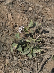 Heliotropium arborescens