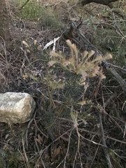 Melaleuca armillaris