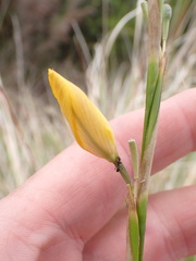Moraea lewisiae