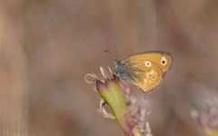 Coenonympha corinna