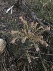 Melaleuca armillaris
