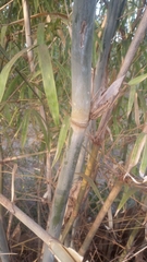 Phyllostachys