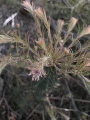 Melaleuca armillaris