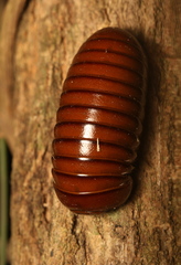 Oniscomorpha