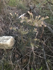 Melaleuca armillaris