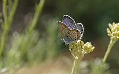 Plebejus bellieri