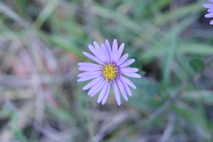 Aster alpinus