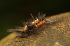 Tumicla sagenaria
