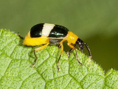Diabrotica lucifera