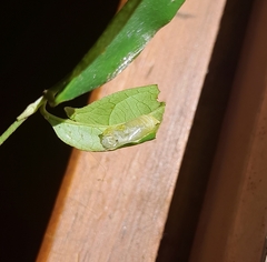 Gorgythion begga begga