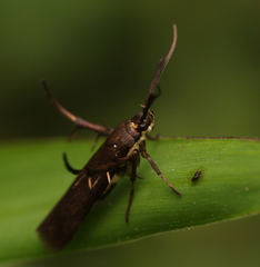 Scythrididae