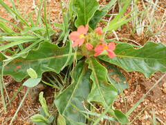 Crossandra greenstockii