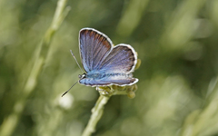 Plebejus bellieri