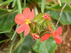Crossandra greenstockii