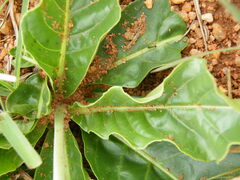 Crossandra greenstockii