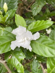 Gentianales