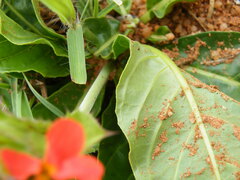 Crossandra greenstockii