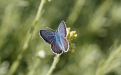 Plebejus bellieri