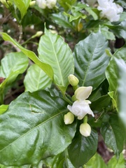 Gentianales