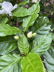 Gentianales