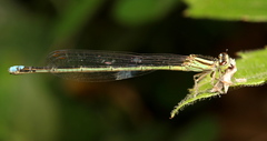 Pseudagrion kersteni