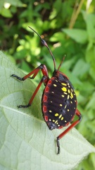 Pachylis pharaonis