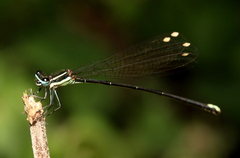 Allocnemis leucosticta