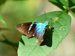 Astraptes fulgerator azul
