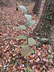 Viburnum setigerum