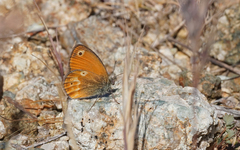 Coenonympha corinna