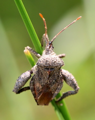 Acanthocoris