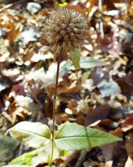 Monarda bradburiana