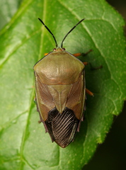 Piezosternum calidum