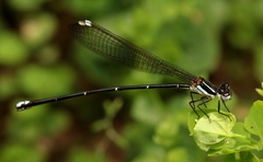 Allocnemis leucosticta