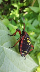 Pachylis pharaonis