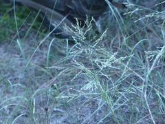 Eragrostis curtipedicellata