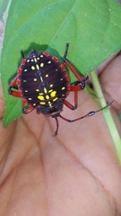 Pachylis pharaonis