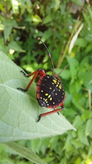 Pachylis pharaonis