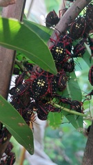 Pachylis pharaonis