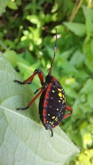 Pachylis pharaonis