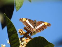 Doxocopa laure laure